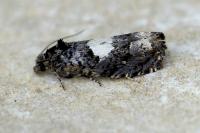 Epiblema cirsiana