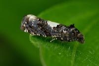 Epiblema cirsiana