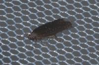 Neofaculta ericetella