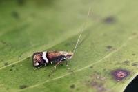 Adela paludicolella