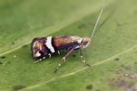 Adela paludicolella