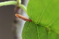 Coleophora serratella