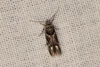 Recurvaria nanella