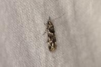 Recurvaria nanella
