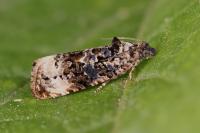 Endothenia gentianaeana