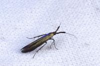 Coleophora mayrella