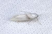 Elachista argentella