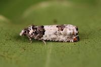 Epinotia thapsiana