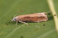 Eucosma obumbratana