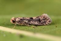 Niditinea fuscella