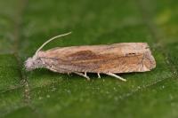 Eucosma obumbratana