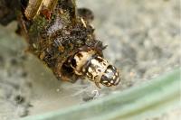 Sterrhopterix fusca