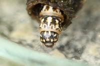 Sterrhopterix fusca