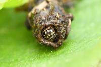 Sterrhopterix fusca