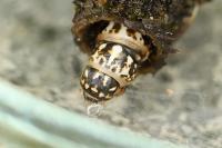 Sterrhopterix fusca