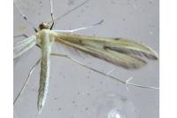 Hellinsia coniodactyla