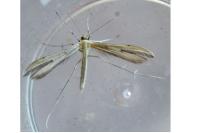 Hellinsia coniodactyla