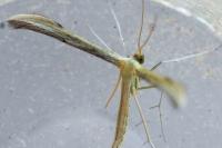 Hellinsia coniodactyla