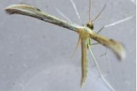 Hellinsia coniodactyla