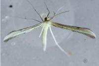 Hellinsia coniodactyla