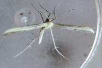 Hellinsia coniodactyla
