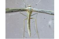 Hellinsia coniodactyla