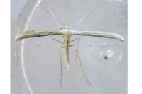 Hellinsia coniodactyla