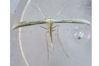 Hellinsia coniodactyla