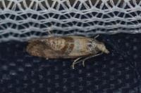 Cochylidia implicitana