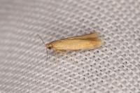 Tischeria