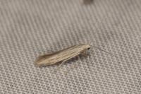 Coleophora