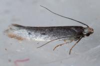 Stomopteryx