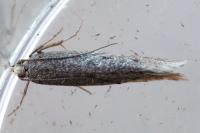Stomopteryx