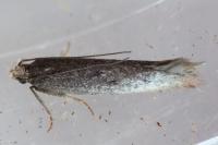 Stomopteryx