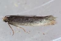 Stomopteryx