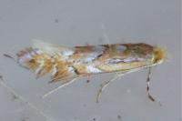 Phyllonorycter