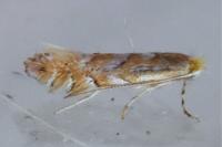 Phyllonorycter