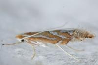 Phyllonorycter