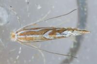 Phyllonorycter