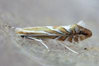 Phyllonorycter