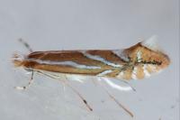 Phyllonorycter