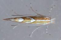 Phyllonorycter