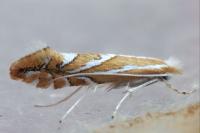 Phyllonorycter