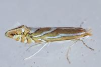 Phyllonorycter