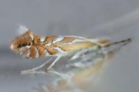 Phyllonorycter