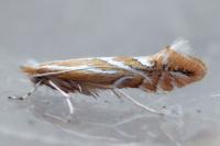 Phyllonorycter