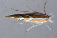 Phyllonorycter