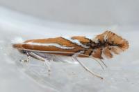 Phyllonorycter
