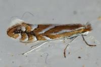 Phyllonorycter