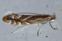 Phyllonorycter